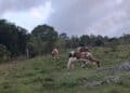 Ganadero frente a potreros secos en Puerto Plata durante la sequía que afecta la República Dominicana