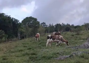 Ganadero frente a potreros secos en Puerto Plata durante la sequía que afecta la República Dominicana