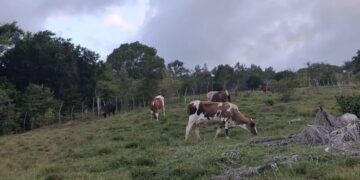 Ganadero frente a potreros secos en Puerto Plata durante la sequía que afecta la República Dominicana