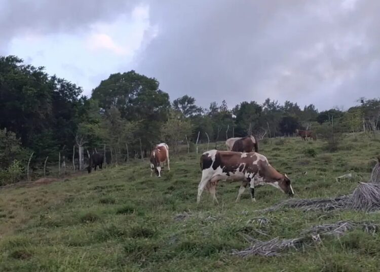 Ganadero frente a potreros secos en Puerto Plata durante la sequía que afecta la República Dominicana