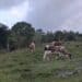 Ganadero frente a potreros secos en Puerto Plata durante la sequía que afecta la República Dominicana