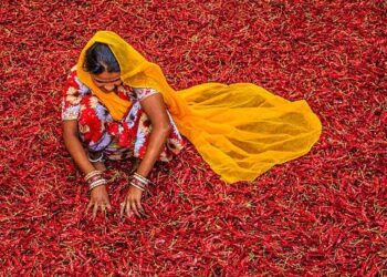 Campos de arroz secos en India durante el déficit monzónico provocado por el fenómeno El Niño en 2026
