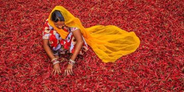 Campos de arroz secos en India durante el déficit monzónico provocado por el fenómeno El Niño en 2026