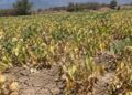 Campo de habichuelas seco en el valle de San Juan de la Maguana, República Dominicana, afectado por la sequía prolongada
