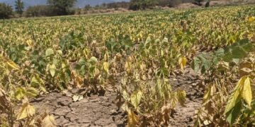 Campo de habichuelas seco en el valle de San Juan de la Maguana, República Dominicana, afectado por la sequía prolongada