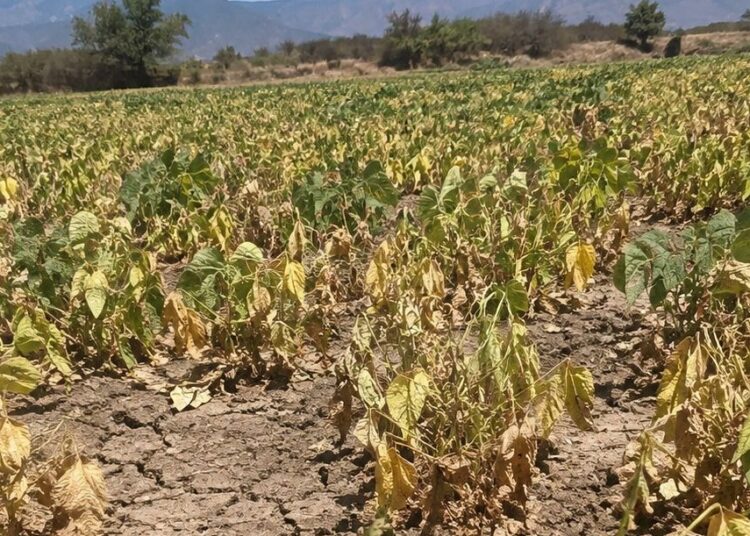 Campo de habichuelas seco en el valle de San Juan de la Maguana, República Dominicana, afectado por la sequía prolongada
