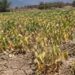 Campo de habichuelas seco en el valle de San Juan de la Maguana, República Dominicana, afectado por la sequía prolongada