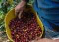 Sacos de café colombiano apilados en un puerto de Colombia listos para exportación
