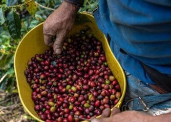 Sacos de café colombiano apilados en un puerto de Colombia listos para exportación