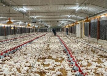 Eddy Alcántara, director ejecutivo de Pro Consumidor, habla sobre precios y producción de pollo para las fiestas navideñas en República Dominicana