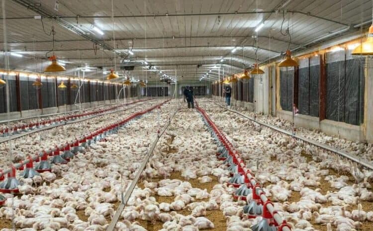 Eddy Alcántara, director ejecutivo de Pro Consumidor, habla sobre precios y producción de pollo para las fiestas navideñas en República Dominicana