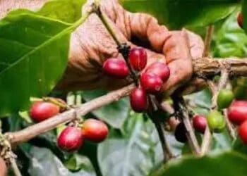 Pequeño productor dominicano de café revisando granos de café en una finca de la región Sur de República Dominicana