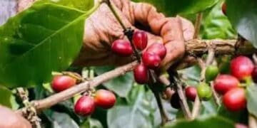 Pequeño productor dominicano de café revisando granos de café en una finca de la región Sur de República Dominicana