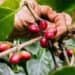Pequeño productor dominicano de café revisando granos de café en una finca de la región Sur de República Dominicana