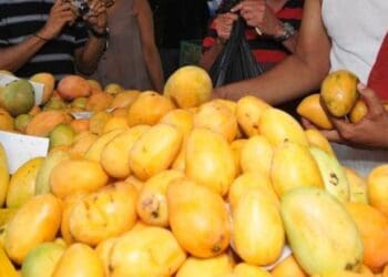 Ministro de Agricultura Francisco Oliverio Espaillat junto a técnicos de OIRSA en sesión de trabajo sobre exportaciones de mango dominicano