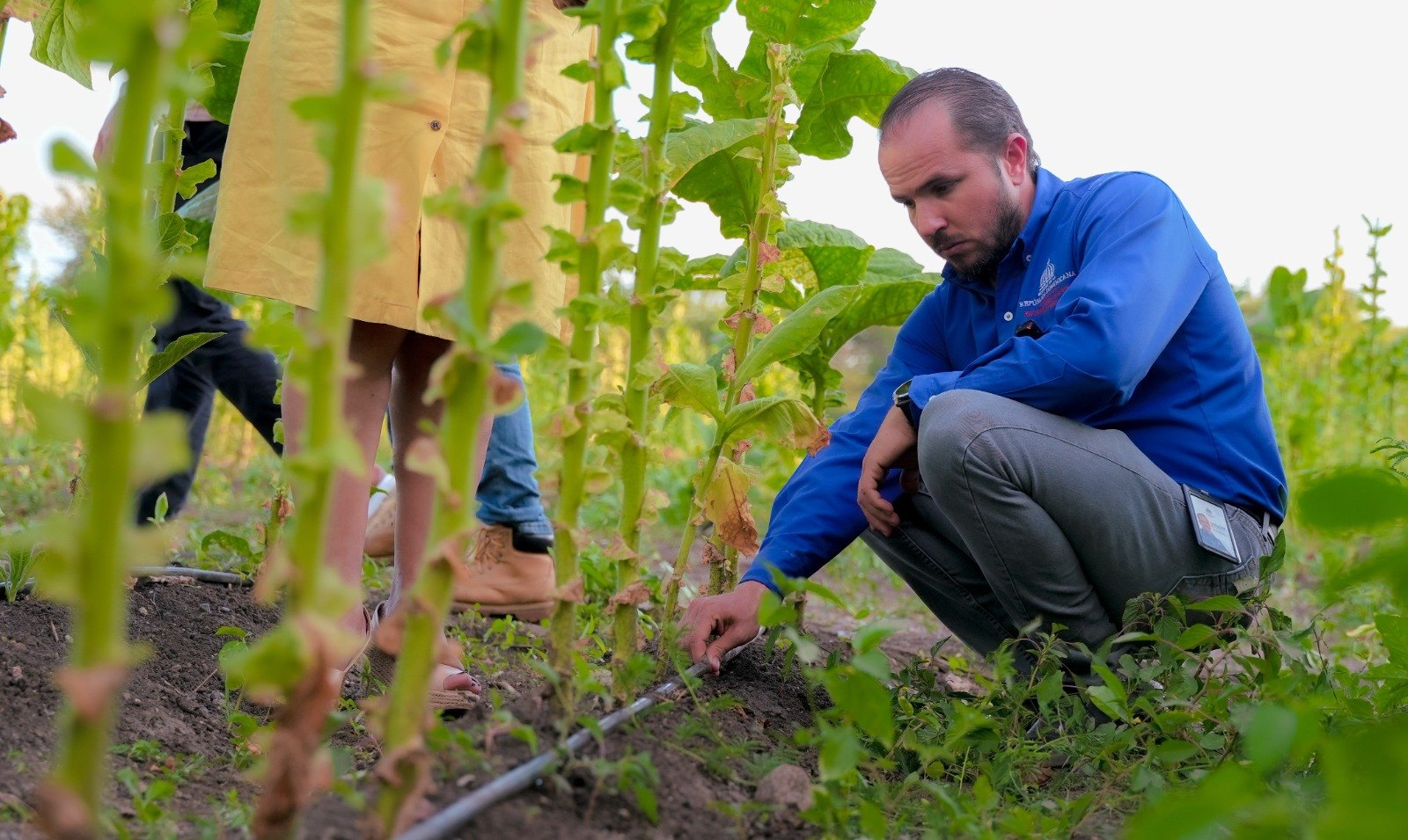 Un técnico agrícola inspecciona el sistema de riego por goteo entre cultivos en campo abierto.